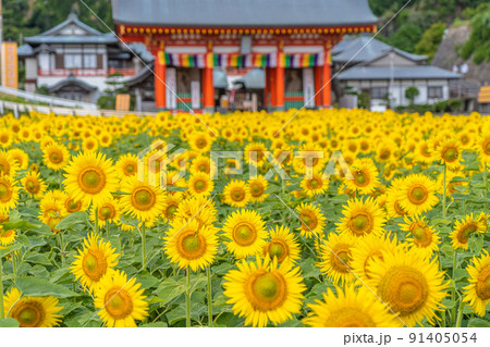 ひまわり 満願寺 91405054