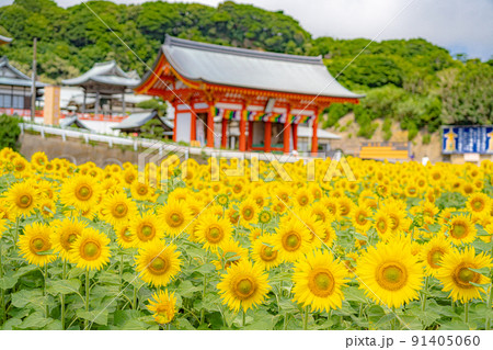 ひまわり 満願寺 91405060