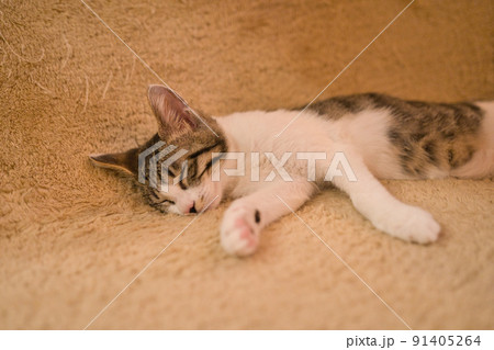 気持ちよさそうに寝ている猫 91405264