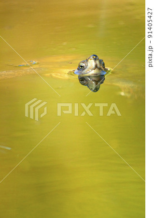 Mediterranean Pond Turtle, Monfrague National Park, Spain 91405427