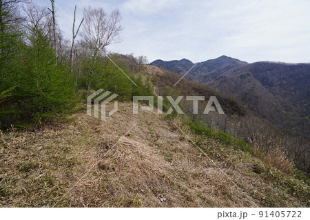 群馬県　郡界尾根から登るアカヤシオ咲く後袈裟丸山　八重樺原付近の高原　　2022年5月6日 91405722
