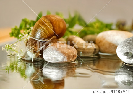 Snail crawling on round pebbles 91405979