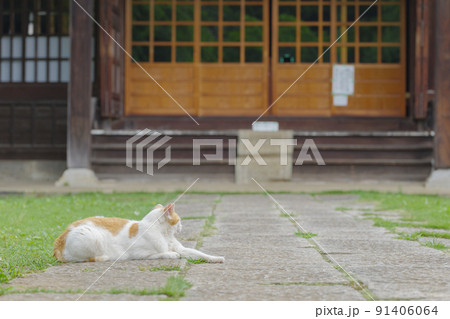 お寺の参道に横たわる猫。 91406064