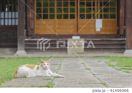 お寺の参道に横たわる猫。 91406066