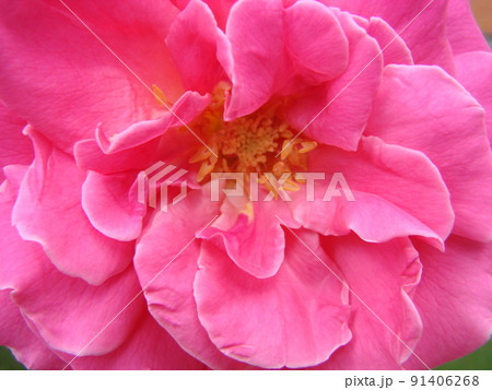 Bud, flower of a red varietal rose as a background in a garden, spring, summer, 91406268