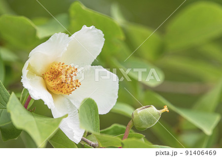 シャラの花 シャラの花 91406469