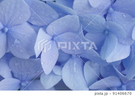 紫陽花の花びらのクローズアップ 6月 紫陽花の花びらのクローズアップ 6月 91406670