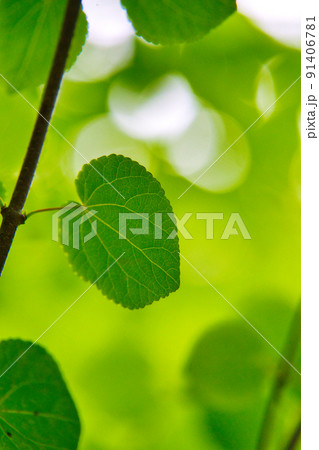夏の下鴨神社・糺の森　 91406781