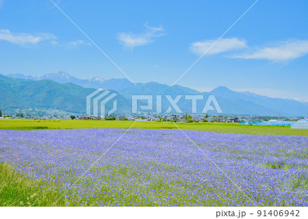 一面に咲くヤグルマギクと北アルプス【初夏】 91406942