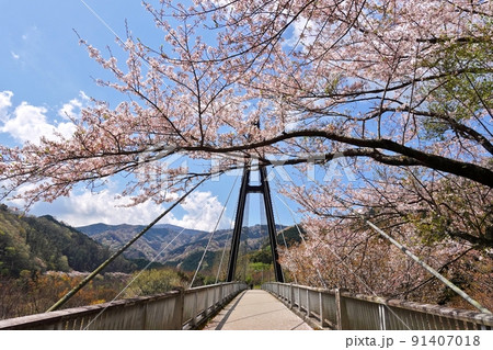 ワイヤの吊り橋と桜と青空 91407018