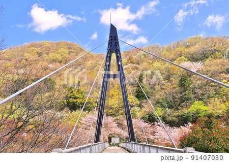 ワイヤの吊り橋と桜と青空 91407030