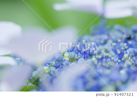 紫陽花の花のクローズアップ　6月 91407321