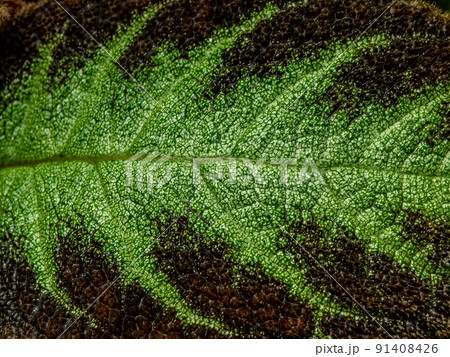 Colorful pattern and soft fur on the leaf surface of the Carpet Plant Colorful pattern and soft fur on the leaf surface of the Carpet Plant 91408426
