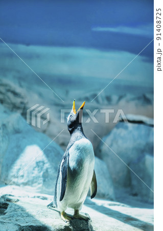Gentoo penguin with open beak on background of snow and ice Gentoo penguin with open beak on background of snow and ice 91408725