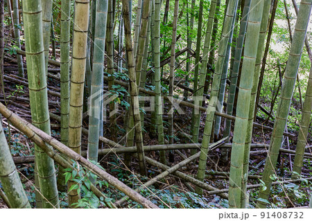 荒れた竹林　放置竹林イメージ 91408732
