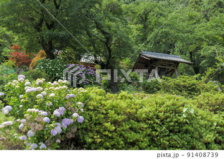 紫陽花の花が美しい6月の桂木観音　埼玉県毛呂山町 91408739