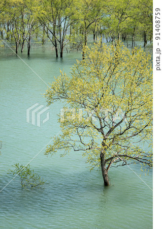 白川湖の水没林 春の風景 白川湖の水没林 春の風景 91408759