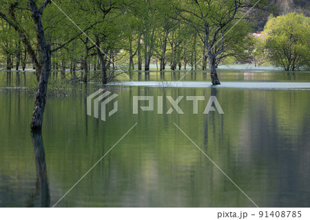 白川湖の水没林　春の風景 91408785