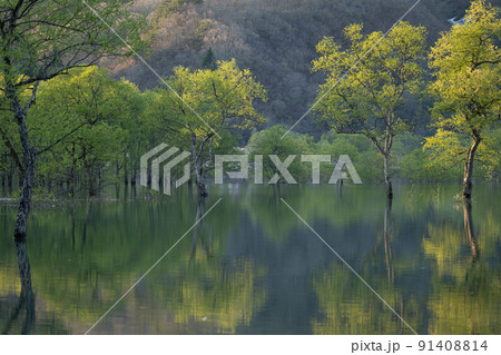 白川湖の水没林　春の風景 91408814