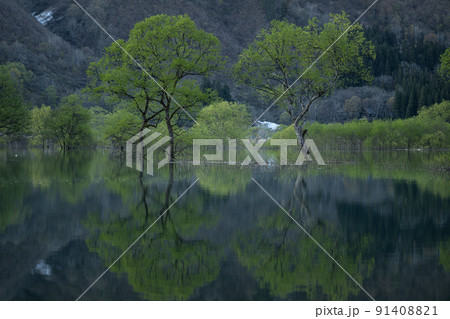 白川湖の水没林　春の風景 91408821