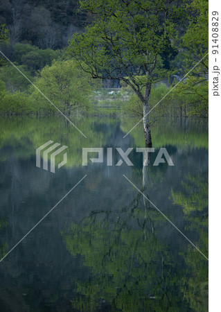 白川湖の水没林　春の風景 91408829
