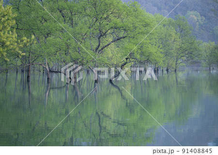 白川湖の水没林 春の風景 白川湖の水没林 春の風景 91408845