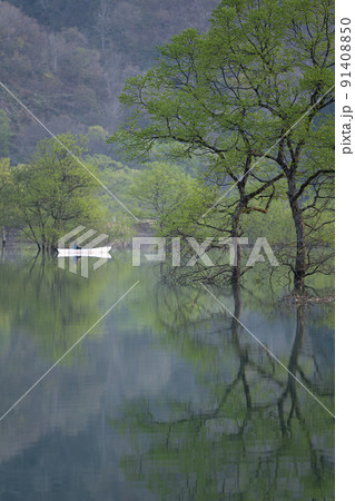 白川湖の水没林　春の風景 91408850