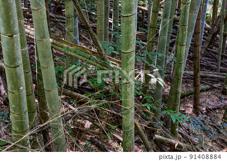 荒れた竹林　放置竹林イメージ 91408884