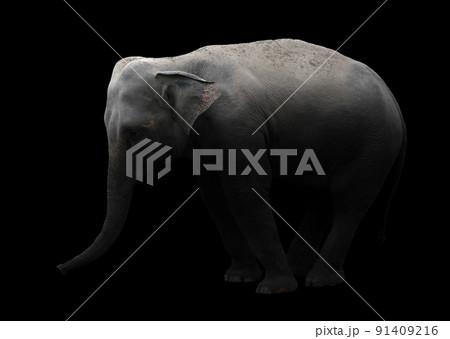 asia elephant standing in dark background asia elephant standing in dark background 91409216