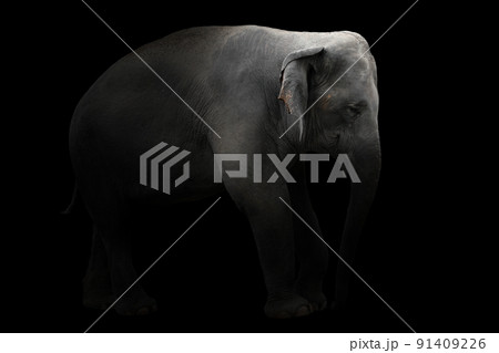 asia elephant standing in dark background asia elephant standing in dark background 91409226
