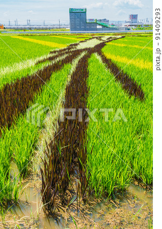 田んぼに巨大な絵を描く、田んぼアート〈愛知県名古屋市〉 91409293