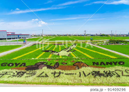 田んぼに巨大な絵を描く、田んぼアート〈愛知県名古屋市〉 91409296