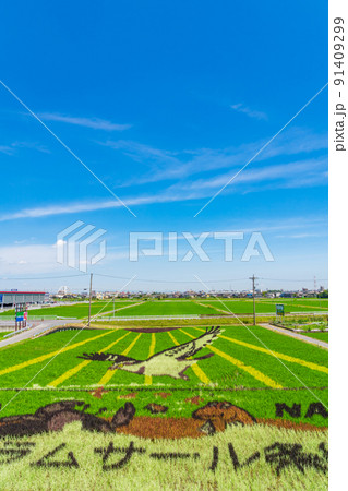 田んぼに巨大な絵を描く、田んぼアート〈愛知県名古屋市〉 91409299