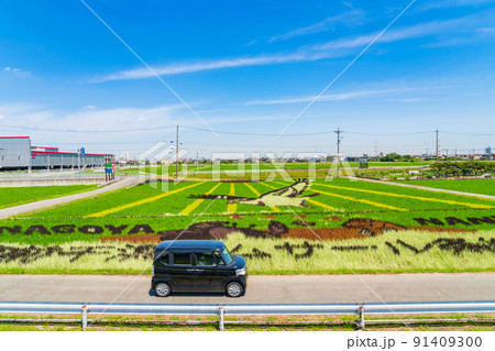 田んぼに巨大な絵を描く、田んぼアート〈愛知県名古屋市〉 91409300