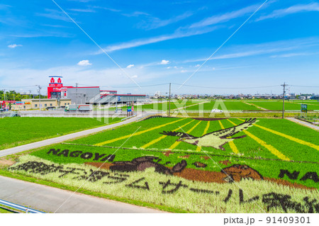 田んぼに巨大な絵を描く、田んぼアート〈愛知県名古屋市〉 田んぼに巨大な絵を描く、田んぼアート〈愛知県名古屋市〉 91409301