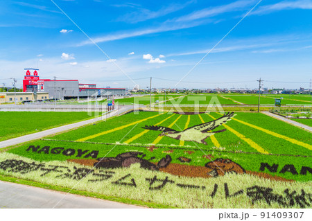 田んぼに巨大な絵を描く、田んぼアート〈愛知県名古屋市〉 91409307