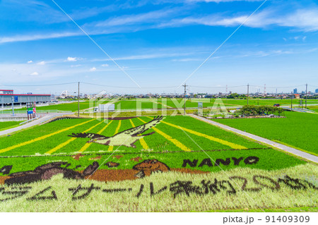 田んぼに巨大な絵を描く、田んぼアート〈愛知県名古屋市〉 91409309