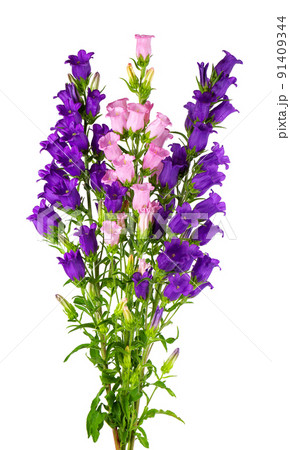 Campanula medium flowers isolated on white background. Bouquet of Canterbury bells or bell flower. Campanula medium flowers isolated on white background. Bouquet of Canterbury bells or bell flower. 91409344