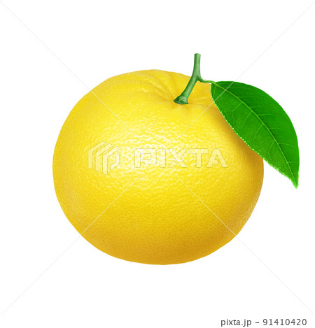 グレープフルーツ イラスト リアルのイラスト素材