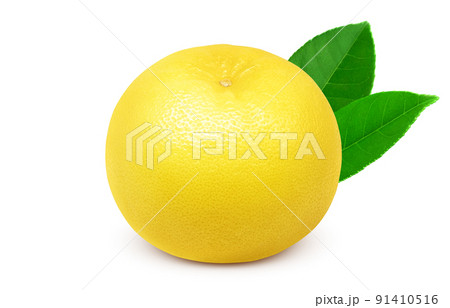 グレープフルーツ イラスト リアル のイラスト素材
