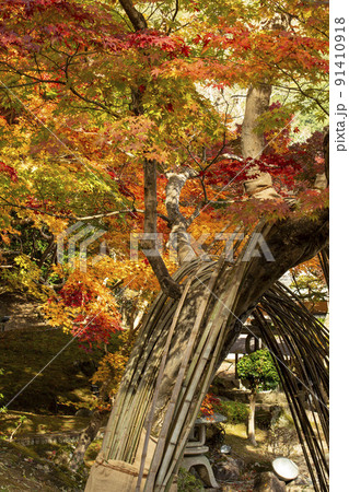 竹と紅葉 竹と紅葉 91410918