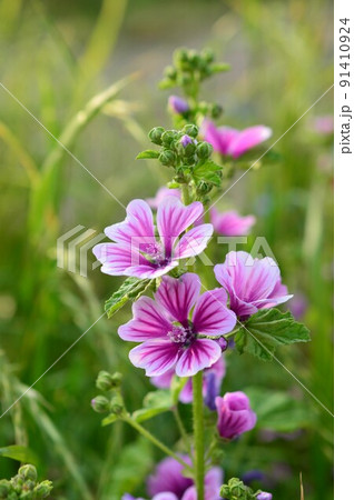 銭葵 （ぜにあおい） 91410924