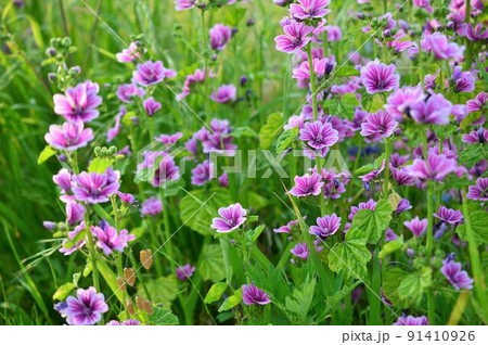 銭葵 （ぜにあおい） 91410926