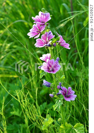 銭葵 （ぜにあおい） 91410927