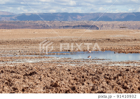 アタカマ砂漠_サンペドロデアタカマ_塩湖_フラミンゴ アタカマ砂漠_サンペドロデアタカマ_塩湖_フラミンゴ 91410932