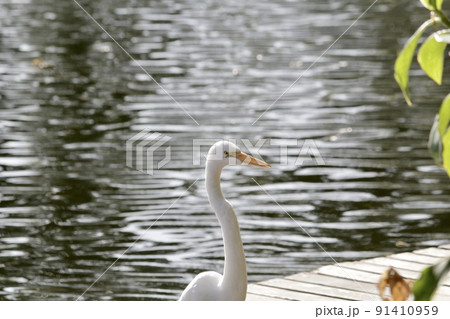 White egret, aquatic bird in the urban environment White egret, aquatic bird in the urban environment 91410959