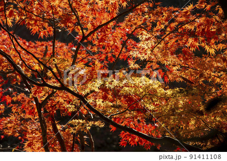 紅に染まった楓 紅に染まった楓 91411108