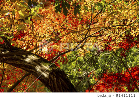 秋真っ盛り 91411111