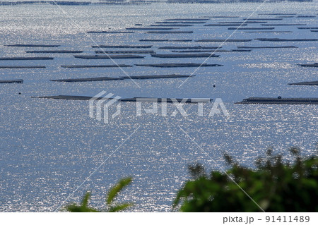 眼下に広がる海に 密集する牡蠣筏 眼下に広がる海に 密集する牡蠣筏 91411489