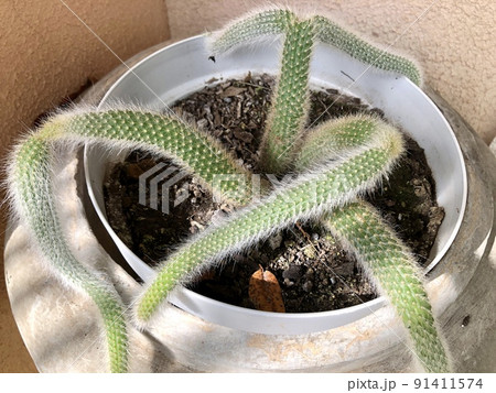 With its long stem covered with thin white thorns, the monkeytail cactus creates a great effect in hanging pots or flower boxes. 91411574